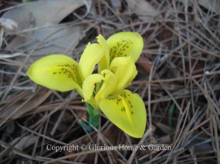 Iris danfordiae