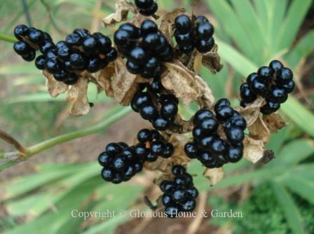 Iris domestica, blackberry lily seeds