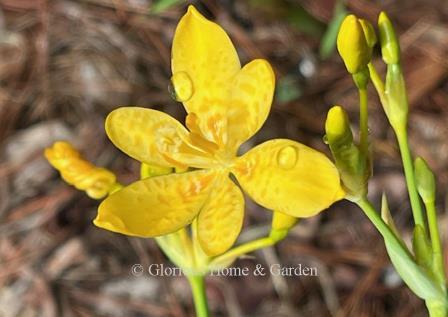 Iris domestica 'Gone with the  Wind' has yellow flowers with butterscotch freckles.