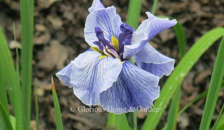 Iris ensata 'Blue Spritz'