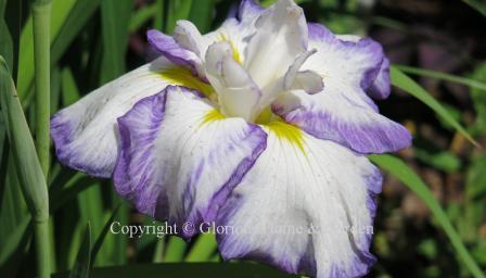 Iris ensata 'Light at Dawn' is a Japanese iris in white with narrow bands of violet on the edges.