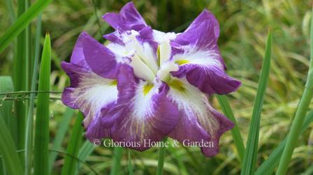 Iris ensata 'Lion King'