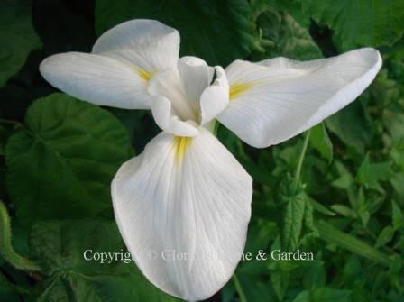 Iris ensata 'Mt. Fuji' is a Japanese iris in simple form in pure white.