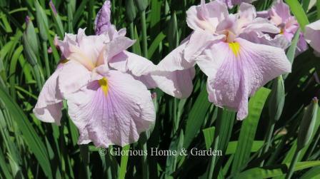 Iris ensata 'Sakura Komachi'