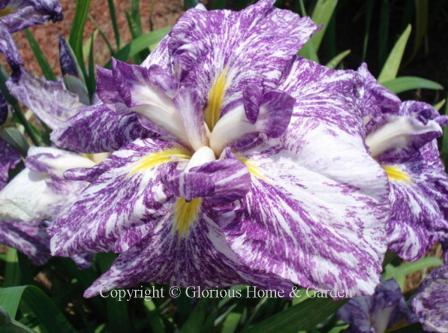Iris ensata 'Umi Botaru' is a Japanese iris in purple heavily speckled with white markings.
