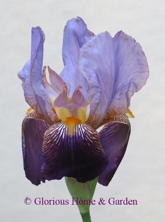 Iris germanica 'Alcazar' is a tall bearded historic iris dating from 1910.  A violet bitone with soft violet standards and deep violet falls.