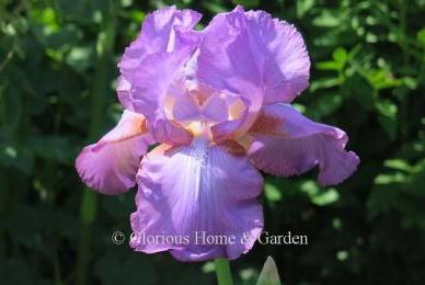 Iris germanica 'Amethyst Flame'