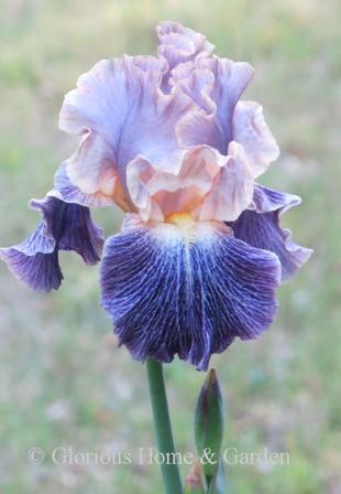 Iris germanica 'Elizabethan Age' is a tall bearded iris in the luminata pattern. Soft purple standards are edged with apricot; the falls are darker purple with white veining.  The glow comes from the apricot interior.