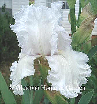 Iris germanica 'Laced Cotton' is a tall bearded iris in pure white with very ruffled edges.
