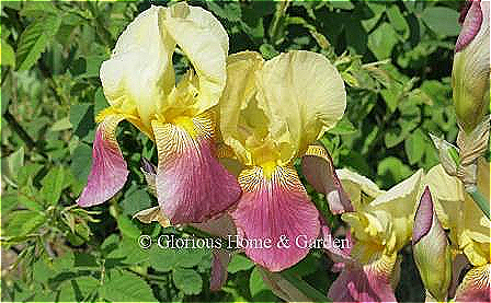 Iris germanica 'Shannopin' is a bi-color tall bearded iris with pale yellow standards and rose falls.