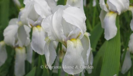 Iris germanica var. florentina or orris iris, is a species of with fragrant white flowers with the palest lavender tint to them, the falls are long and drooping with yellow beards, and rise on stalks to about 24-30."