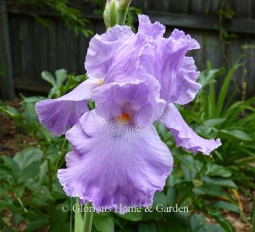Iris 'Italic Light' is a tall bearded iris in a lovely soft lavender.