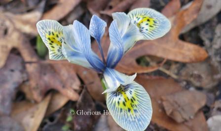 Iris 'Katharine Hodgkin'