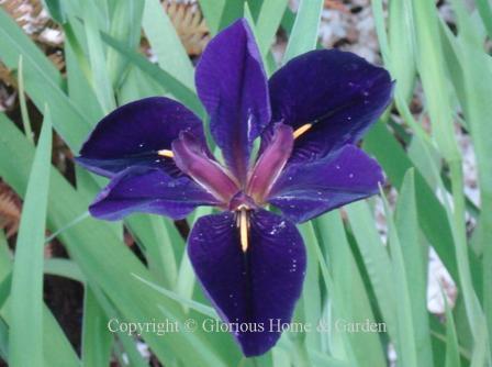 Iris x louisiana 'Black Gamecock,' a very dark velvety purple. narrow yellow signals on falls, reddish style arms.