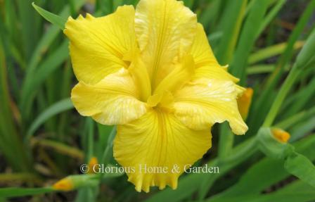 Iris x louisiana 'Brushfire Moon,' yellow.