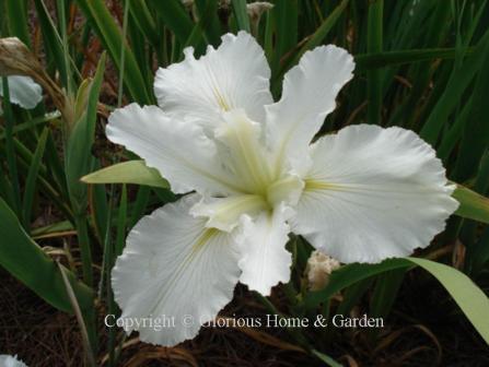 Iris x louisiana 'Dural White Butterfly'
