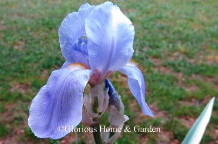 Iris pallida 'Aurea-Variegata' is a variegated version that has foliage striped with gold or cream or white.  The flowers are lighter in color than the Dalmatian iris, but they both have the same intriguing grape-like scent.