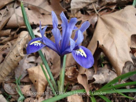 Iris reticulata