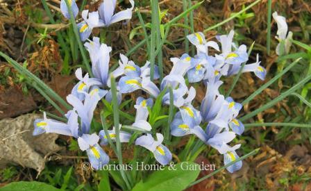 Iris reticulata 'Cantab'