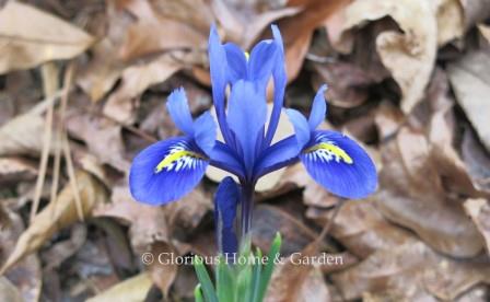Iris reticulata 'Harmony'