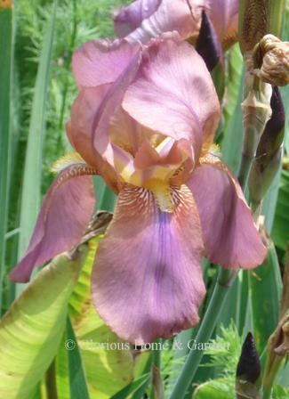 Arilbrerd Iris 'Rosemohr'