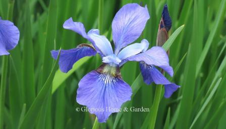 Iris sibirica 'Blue Moon'
