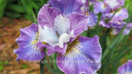 Iris sibirica 'Charming Billy'