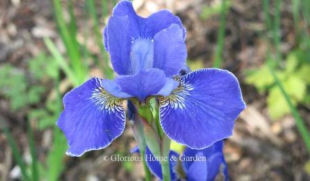 Iris sibirica 'Navy Brass'