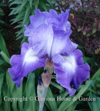 Iris 'Suky' is a tall bearded iris with white standards flushed with violet and darker violet falls with a distinctive white zone and white beard.