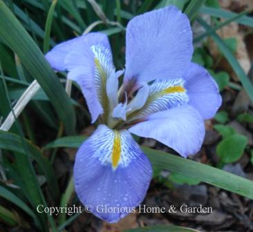 Iris unguicularis, Algerian iris