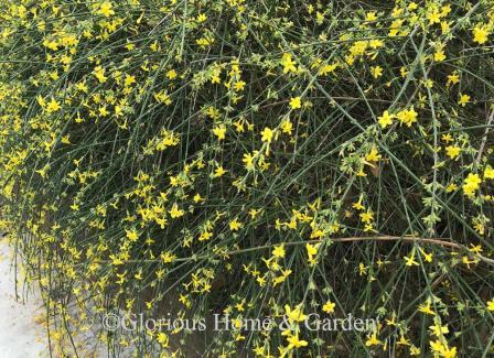 Jasminum nudiflorum