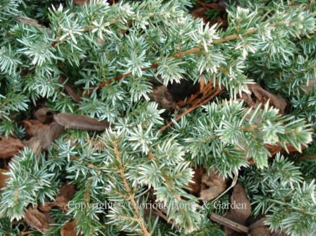 Juniperus conferta Blue Pacific