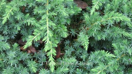 Juniperus conferta 'Emerald Sea' shore juniper.