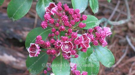 Kalmia latifolia 'Keepsake' has raspberry colored flowers with white edges.