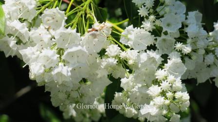 Kalmia latifolia 'Pristine' has pure white flowers.