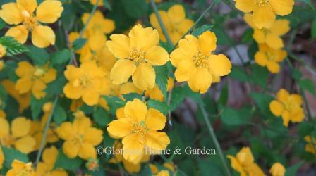 Kerria japonica has single five-petaled bright yellow flowers in spring.