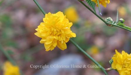 Kerria japonica 'Pleniflora' is the double-flowered form with the same bright yellow color.
