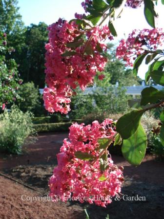 Lagerstroemia indica 'Watermelon Red'