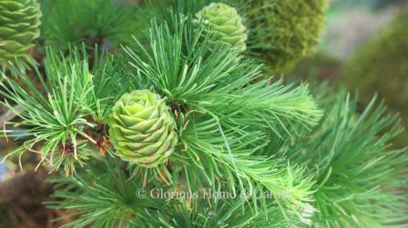 Larix kaempferi cones