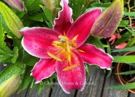 Lilium 'After Eight' is an Oriental hybrid lily in deep pink with white edges. 18 to 24" h. so good for containers. Fragrant.