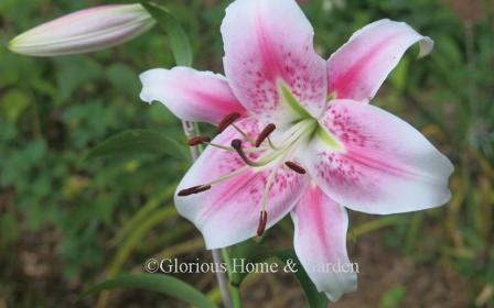 Lilium 'Anastasia'