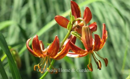 Lilium 'Arabian Knight'