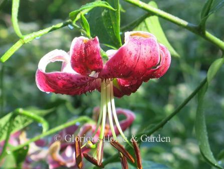 Lilium 'Black Beauty'