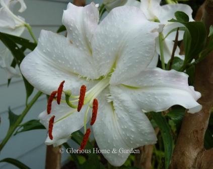 Lilium 'Casa Blanca'