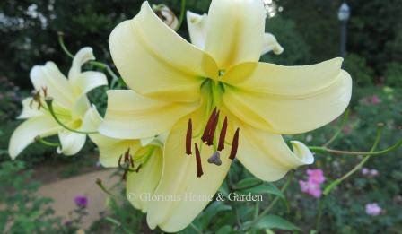 Lilium 'Conca d'Or'