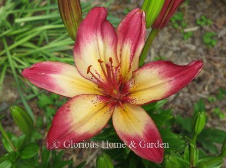 Lilium 'Heartstrings'