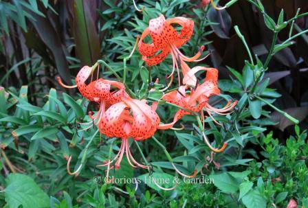 Lilium lancefolium