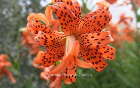 Lilium lancifolium var. 'Flore-Pleno'