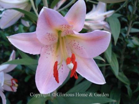 Lilium 'Le Reve'