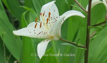 Lilium 'Mont Blanc'